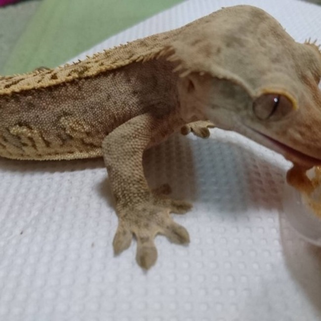 かつりのカバー写真