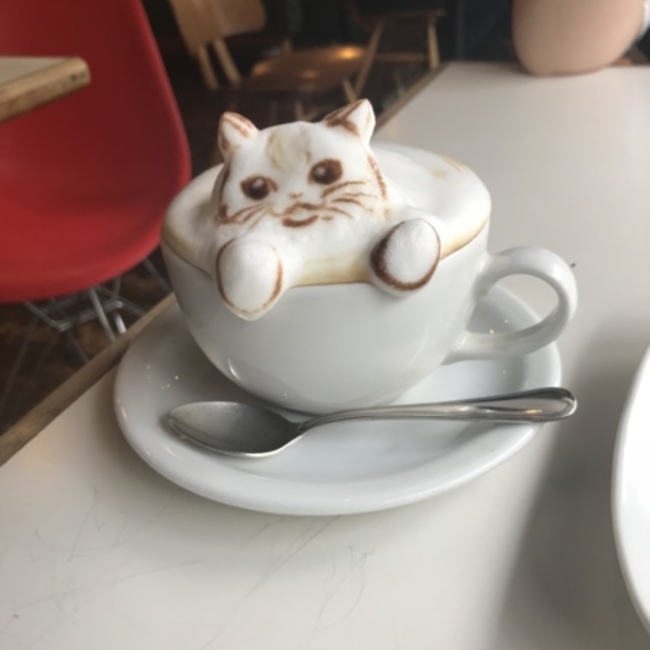 macoaのカバー写真