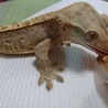 ぴちょんくん