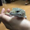 つくし君