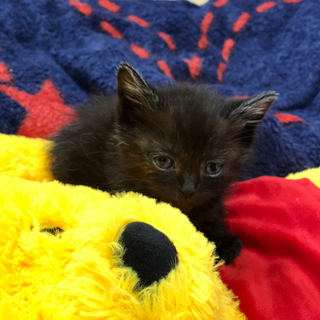 是非ジジ(仮名)を家族に迎えてください♡˖