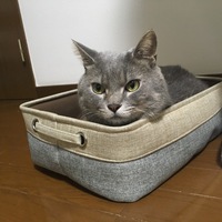 こたろう