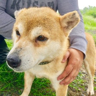 引退柴犬 小ぶりなアイちゃん有り難うございました！