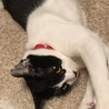 の写真
