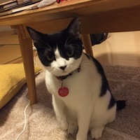 トト