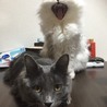 やよきち