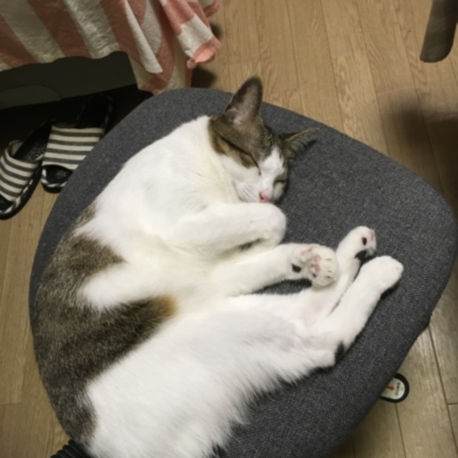 まうぱぱのカバー写真