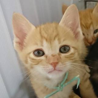 茶トラと三毛の４兄妹　家康くん