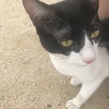 黒白の小さめ猫ちゃん♪人懐っこいです
