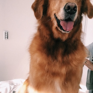 ゴールデンレトリバーの女の子です^_^