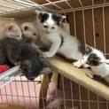 子猫８匹