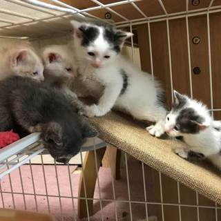 子猫８匹
