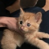 いずにゃん