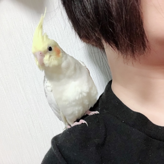 りなぐってぃのカバー写真
