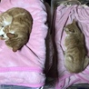 ヴァネッサとジェニファーのお気に入りのピンクのベッド