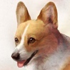dekopon
