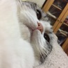 ジャミラです
