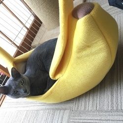 子猫を売らない日本へ