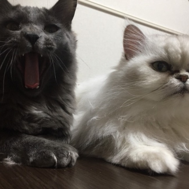 やよきちのカバー写真