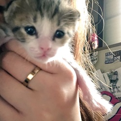 タレ目のかわいこちゃん