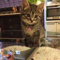 仮名  ここちゃん