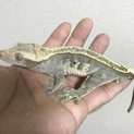 クレステッドゲッコー 里親募集
