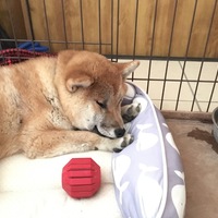 ハルカ