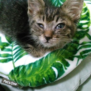 生後1ヵ月程度のメスの子猫拾いました