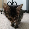 生後1ヵ月程度のメスの子猫拾いました サムネイル6