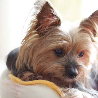 誰にでも優しい可愛い子です。