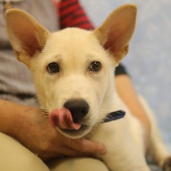 5月26日(土)に愛知県蒲郡市で譲渡会！