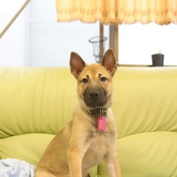 5月26日(土)に愛知県蒲郡市で譲渡会！ サムネイル2