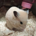 ハムスターの里親募集