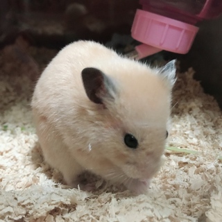 ハムスターの里親募集