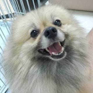 元気で健康なポメラニアンです。