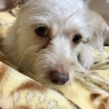 【素敵な飼い主さんが見つかりました】チワプー
