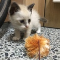 ホームステイ可★シャムオス【保護子猫】