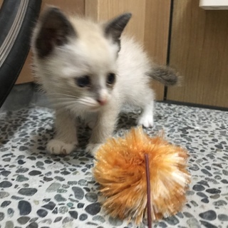 ホームステイ可★シャムオス【保護子猫】