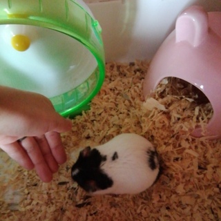 ゴールデンハムスターの里親募集します。