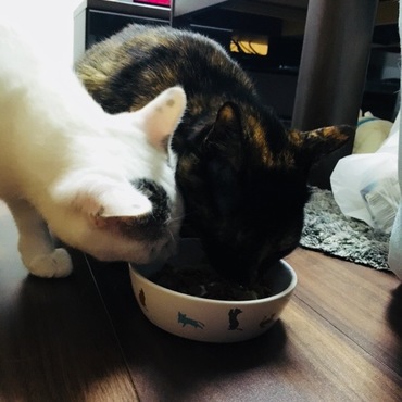 誕生日のもか姉のお祝いご飯を横取りするバニラ