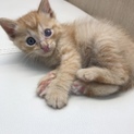 茶トラのメスちゃん子猫の里親様募集です。