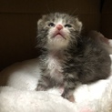 生後間もない元気なメスの子猫です。
