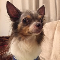 モカ