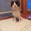 生後約1カ月  元気いっぱいでし