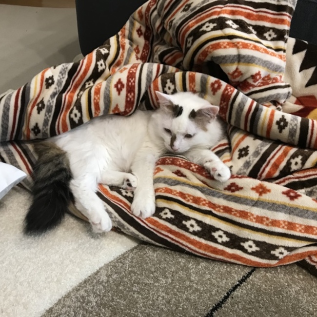 そまちーのカバー写真