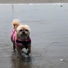 海