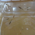 カラーヒカリめだかの稚魚