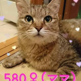 管理番号：OS−580