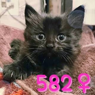 管理番号：OS−582