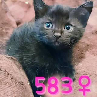 管理番号：OS−583